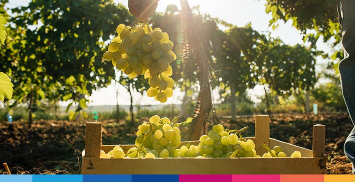 azienda-agricola-crm-e-settore-vitivinicolo-21